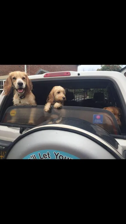 Dogs heading out in the Yappy Days Bark and Ride vehicle