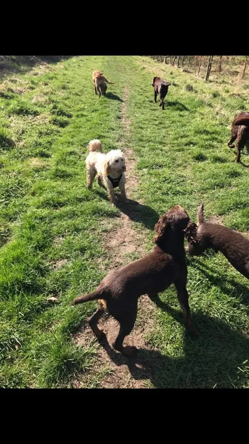 Dogs at Yappy Days day care Stockton-on-Tees