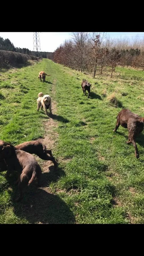Dogs playing at Yappy Days doggy day care Stockton-on-Tees