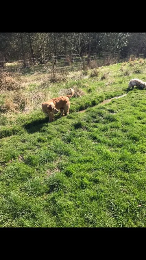 Dogs playing at Yappy Days doggy day care Stockton-on-Tees