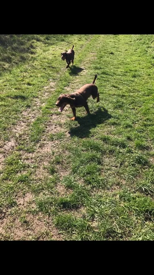 Dogs at Yappy Days day care Stockton-on-Tees