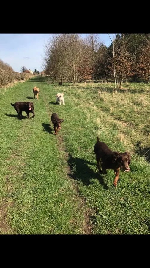 Dogs playing at Yappy Days doggy day care Stockton-on-Tees