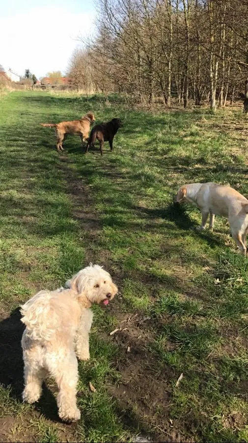 Dogs playing at Yappy Days doggy day care Stockton-on-Tees