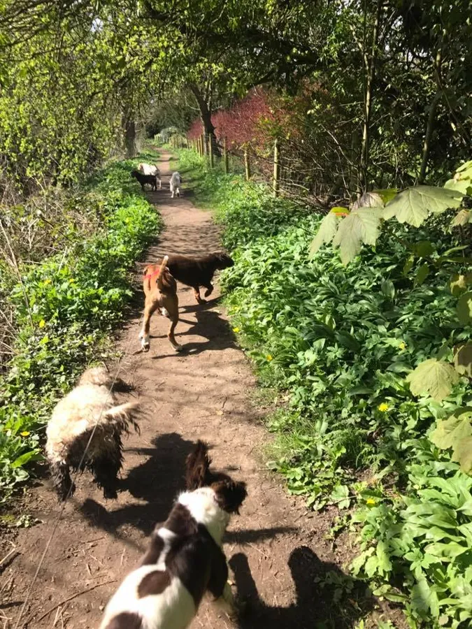 Dogs playing at Yappy Days doggy day care Stockton-on-Tees