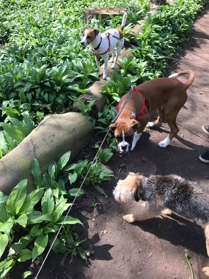 Dogs playing at Yappy Days doggy day care Stockton-on-Tees
