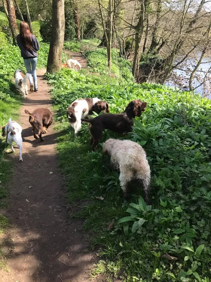 Dogs at Yappy Days day care Stockton-on-Tees