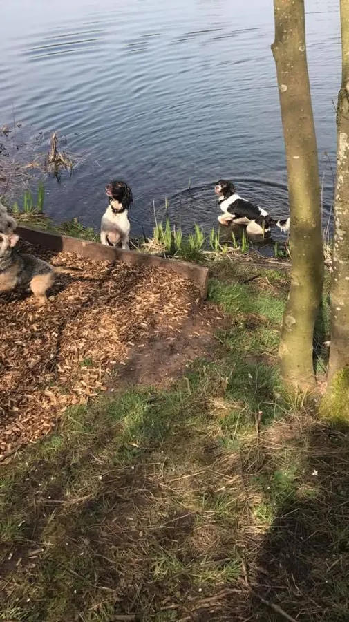 Dogs playing at Yappy Days doggy day care Stockton-on-Tees