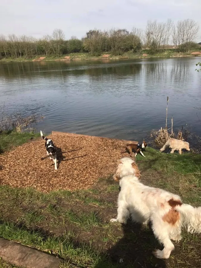 Dogs playing at Yappy Days doggy day care Stockton-on-Tees