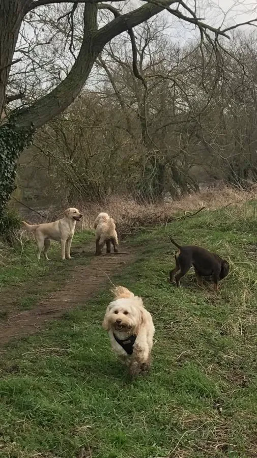Dogs playing at Yappy Days doggy day care Stockton-on-Tees
