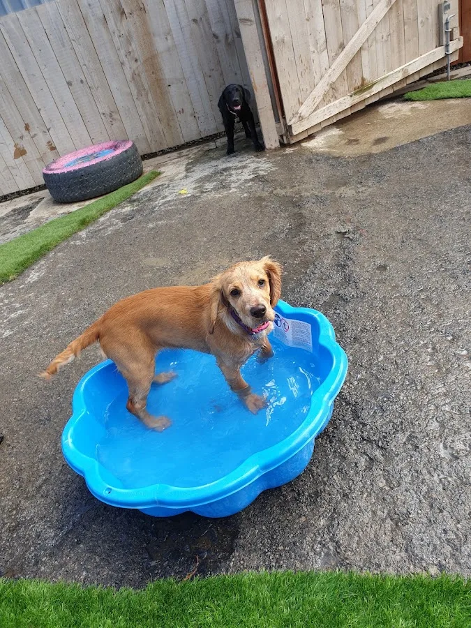 Dogs at Yappy Days day care Stockton-on-Tees