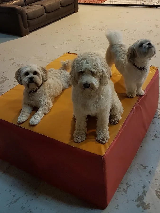 Dogs at Yappy Days day care Stockton-on-Tees